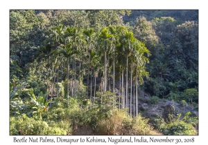 Beetle Nut Palms