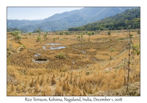 Rice Terraces