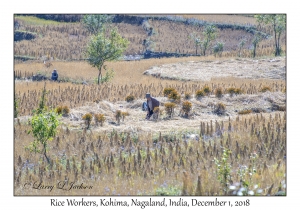 Rice Workers