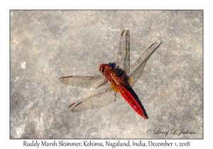 Ruddy Marsh Skimmer