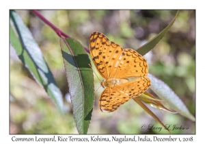 Common Leopard