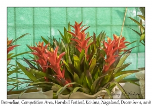 Bromeliads