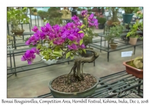 Bonsai Bougainvillea