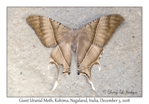 Giant Uranid Moth