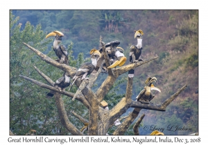 Great Hornbill Carvings