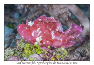 Leaf Scorpionfish