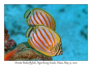 Ornate Butterflyfish