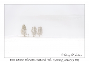 Trees in Snow