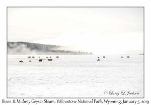 Bison & Midway Geyser Steam