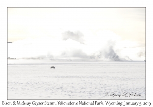 Bison & Midway Geyser Steam