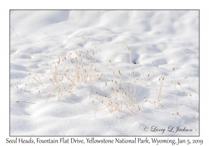 Seed Heads