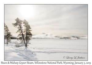 Bison & Midway Geyser Steam