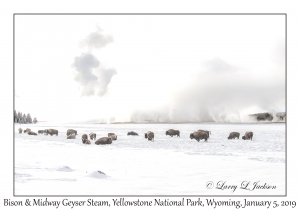 Bison & Midway Geyser Steam