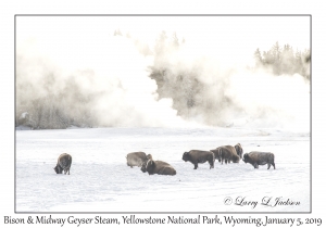 Bison & Midway Geyser Steam