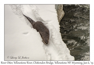 River Otter