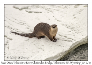 River Otter