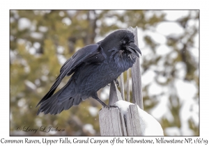 Common Raven