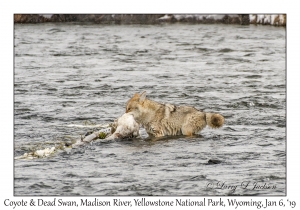 Coyote & Dead Swan