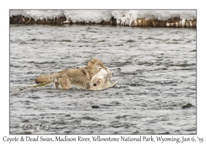 Coyote & Dead Swan