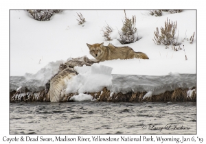 Coyote & Dead Swan