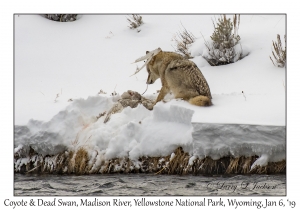 Coyote & Dead Swan