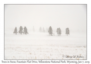 Trees in Snow