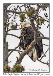 Bald Eagle