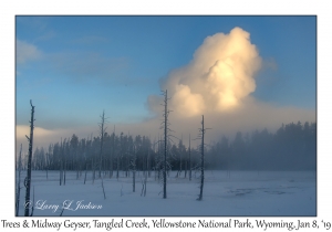 Trees & Midway Geyser