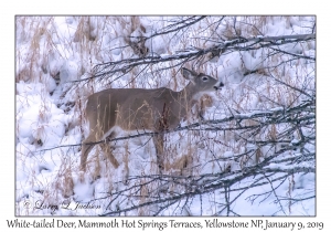 White-tailed Deer