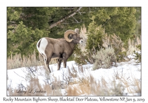 Rocky Mountain Bighorn Sheep