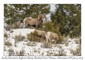 Rocky Mountain Bighorn Sheep