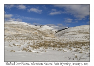 Blacktail Deer Plateau