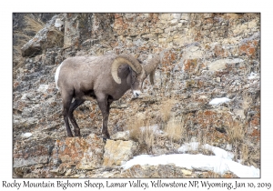 Rocky Mountain Bighorn Sheep