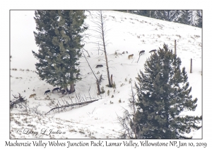 Mackenzie Valley Wolves 'Junction Pack'