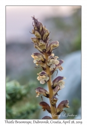 Thistle Broomrape