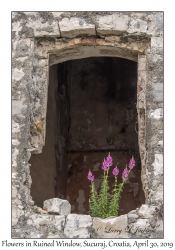 Flowers in Ruined Window