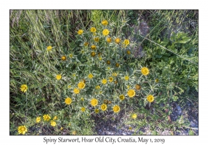 Spiny Starwort