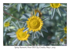 Spiny Starwort