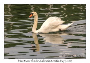 Mute Swan