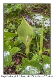 Large Cuckoo-pint