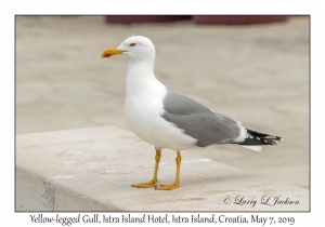 Yellow-legged Gull