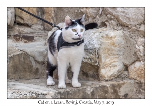 Cat on a Leash