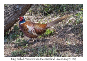 Ring-necked Pheasant male
