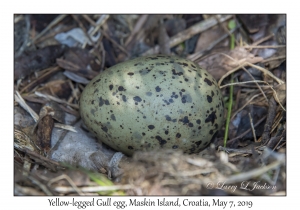 Yellow-legged Gull egg