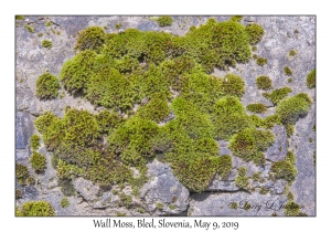 Wall Moss