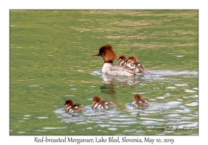 Red-breasted Merganser