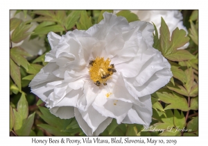 Honey Bees & Peony