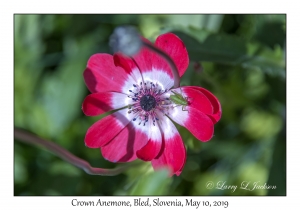 Crown Anemone