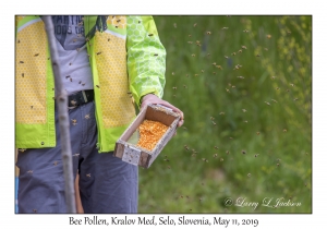 Bee Pollen