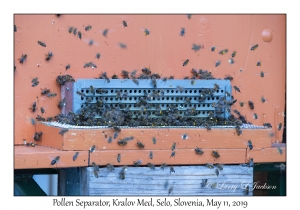 Pollen Separator